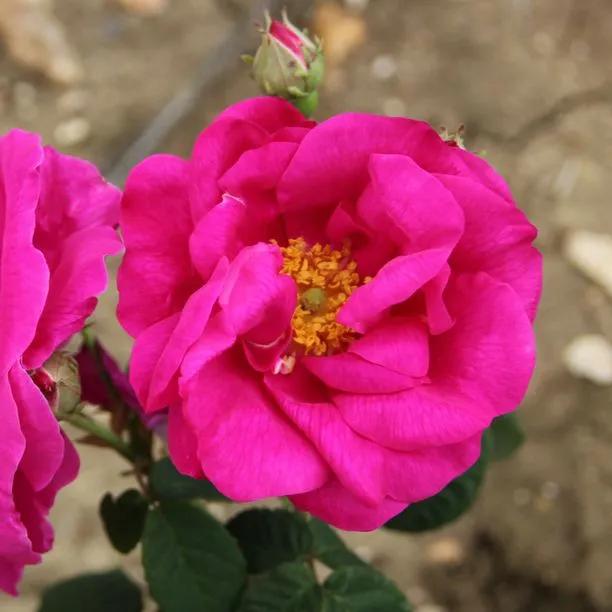 Gallica Shrub Rose (Rosa gallica)